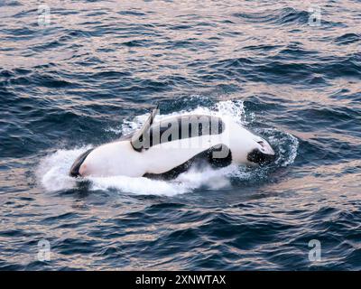 Épaulard femelle Orcinus Orcinus Orca, brisant au coucher du soleil au large de Isla San Jose, basse Californie sur, mer de Cortez, Mexique, Amérique du Nord Copyright : MIC Banque D'Images