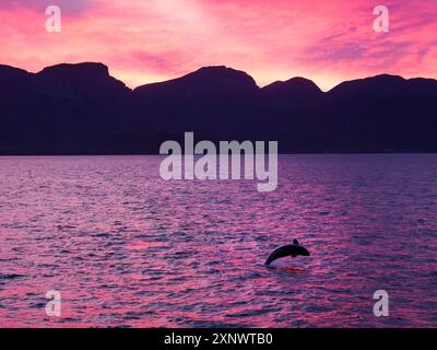 Épaulard femelle Orcinus Orcinus Orca, brisant au coucher du soleil au large de Isla San Jose, basse Californie sur, mer de Cortez, Mexique, Amérique du Nord Copyright : MIC Banque D'Images