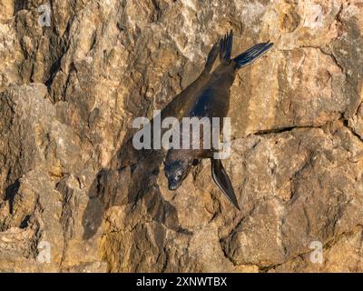 L'otarie à fourrure de Guadalupe Arctocephalus townsendi, à sa nouvelle sortie sur l'île Las Animas, basse-Californie sur, mer de Cortez, Mexique, Amérique du Nord Copyright : Banque D'Images