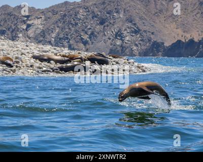 Lion de mer de Californie Zalophus californianus, marsouinage dans l'eau à Puerto Refugio, basse-Californie, mer de Cortez, Mexique, Amérique du Nord Copyright Banque D'Images