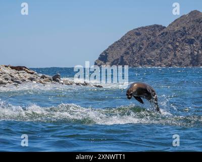 Lion de mer de Californie Zalophus californianus, marsouinage dans l'eau à Puerto Refugio, basse-Californie, mer de Cortez, Mexique, Amérique du Nord Copyright Banque D'Images