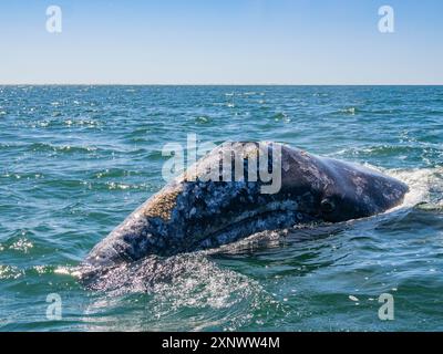 Baleine grise adulte de Californie Eschrictius robustus, surface près d'un bateau dans la lagune de San Ignacio, basse-Californie, Mexique, Amérique du Nord Copyright : Michael Banque D'Images