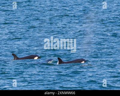 Orques Orcinus Orca, off Isla Carmen, Baja California sur, Mexique, Amérique du Nord Copyright : MichaelxNolan 1112-8831 Banque D'Images
