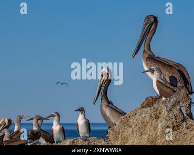 Pélicans bruns adultes Pelecanus occidentalis, sur un petit îlot près de Isla Salsipuedes, basse-Californie, Mexique, Amérique du Nord Copyright : MichaelxNolan 1 Banque D'Images