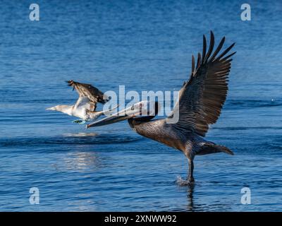 Pélican brun adulte Pelecanus occidentalis, prenant son envol sur un petit îlot près de Isla Salsipuedes, basse-Californie, Mexique, Amérique du Nord Copyright : Mi Banque D'Images