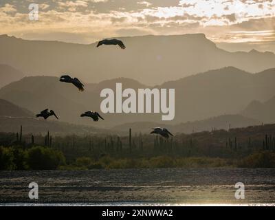 Pélicans bruns adultes Pelecanus occidentalis, en formation en vol, Puerto Gatos, basse-Californie sur, Mexique, Amérique du Nord Copyright : MichaelxNolan Banque D'Images