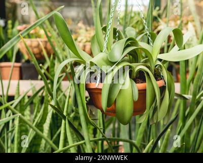 Clivia miniata, lys Natal ou lys du buisson en pot de fleur brun. Serre avec différentes plantes. Croissance des fleurs dans la serre. Banque D'Images