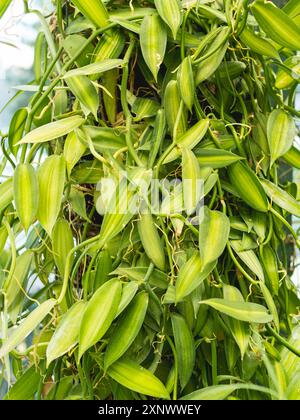 Feuilles vertes de Vanilla planifolia, espèce d'orchidée vanille. Culture de plantes comestibles en serre. Floriculture et botanique comme passe-temps ou entreprise. Plat Banque D'Images