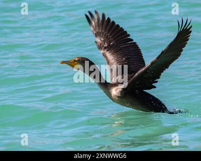 Cormoran à double crête Nannopterum auritum, prenant son envol, baie de Concepcion, basse Californie du Sud, mer de Cortez, Mexique, Amérique du Nord Copyright : Mich Banque D'Images