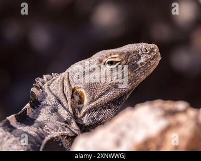 Iguane adulte à queue épineuse de San Esteban Ctenosaura conspicuosa, endémique à Isla San Esteban, basse-Californie, Mexique, Amérique du Nord Copyright : MichaelxN Banque D'Images