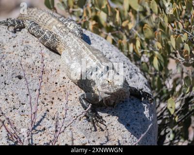 Iguane adulte à queue épineuse de San Esteban Ctenosaura conspicuosa, endémique à Isla San Esteban, basse-Californie, Mexique, Amérique du Nord Copyright : MichaelxN Banque D'Images