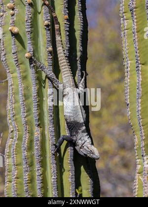 Iguane adulte à queue épineuse de San Esteban Ctenosaura conspicuosa, endémique à Isla San Esteban, basse-Californie, Mexique, Amérique du Nord Copyright : MichaelxN Banque D'Images