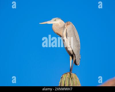 Grand héron bleu Ardea herodias, perché sur un cactus cardon, Isla Espiritu Santo, BCS, mer de Cortez, Mexique, Amérique du Nord Copyright : MichaelxNolan 1 Banque D'Images