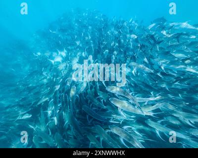 Bigeye trevally Caranx sexfasciatus, école dans le parc marin national de Cabo Pulmo, basse-Californie sur, Mexique, Amérique du Nord Copyright : MichaelxNolan Banque D'Images