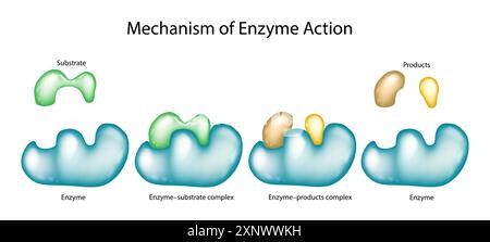 Mécanisme d'action enzymatique avec des complexes substrat et produit. Illustration de Vecteur