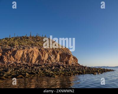 Cactus couvre un petit îlot à Bahia las Animas au lever du soleil, basse Californie, mer de Cortez, Mexique, Amérique du Nord Copyright : MichaelxNolan 1112-8965 Banque D'Images