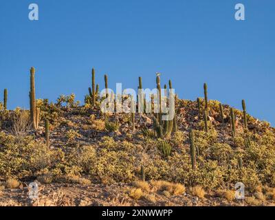 Cactus couvre un petit îlot à Bahia las Animas au lever du soleil, basse Californie, mer de Cortez, Mexique, Amérique du Nord Copyright : MichaelxNolan 1112-8964 Banque D'Images