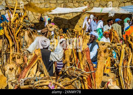 Chameaux chargés de bois de chauffage, marché du lundi de Keren, Erythrée, Afrique Copyright : MichaelxRunkel 1184-12001 usage éditorial seulement Banque D'Images