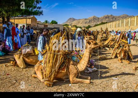 Chameaux chargés de bois de chauffage, marché du lundi de Keren, Erythrée, Afrique Copyright : MichaelxRunkel 1184-12000 usage éditorial seulement Banque D'Images