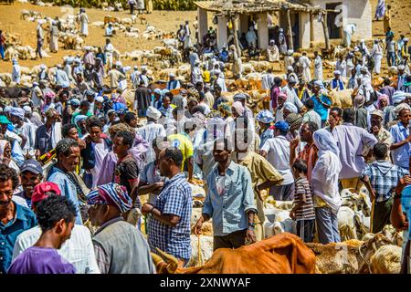 Le marché animalier du lundi de Keren, Érythrée, Afrique Copyright : MichaelxRunkel 1184-12015 usage éditorial seulement Banque D'Images