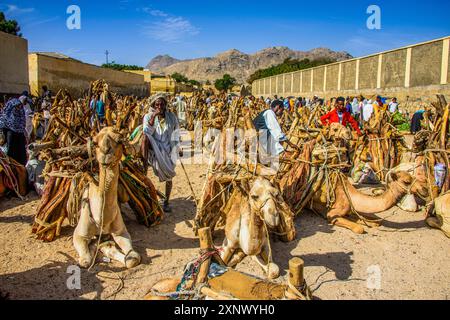 Chameaux chargés de bois de chauffage, marché du lundi de Keren, Erythrée, Afrique Copyright : MichaelxRunkel 1184-12003 usage éditorial seulement Banque D'Images