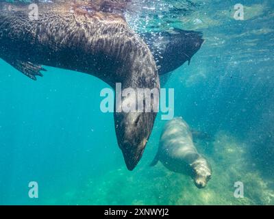 Otaries à fourrure de Guadalupe (Arctocephalus townsendi), sous-marines sur l'île de Las Animas, basse-Californie du Sud, mer de Cortez, Mexique, Amérique du Nord Banque D'Images