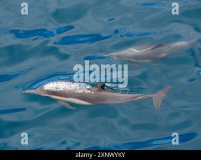 Une paire de dauphins communs à long bec (Delphinus capensis), faisant surface au large de Gorda Banks, basse-Californie du Sud, Mexique, Amérique du Nord Banque D'Images