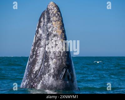 Baleine grise adulte de Californie (Eschrictius robustus), espionnage dans la lagune de San Ignacio, basse-Californie, Mexique, Amérique du Nord Banque D'Images