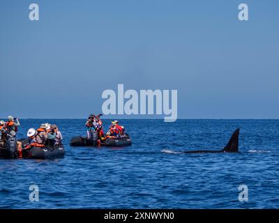 Nacelle d'épaulard (Orcinus Orca) à côté des touristes dans les inflatables au large de Punta Colorada, Isla San Jose, basse Californie sur, Mexique, Amérique du Nord Banque D'Images