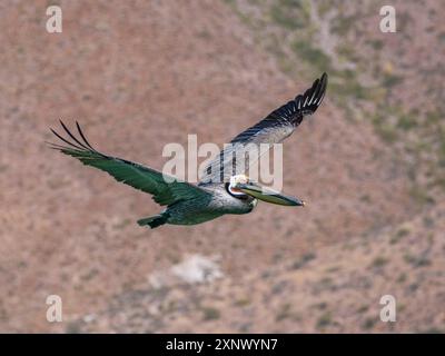 Pélican brun adulte (Pelecanus occidentalis), en vol, Isla Carmen, Baja California sur, Mexique, Amérique du Nord Banque D'Images