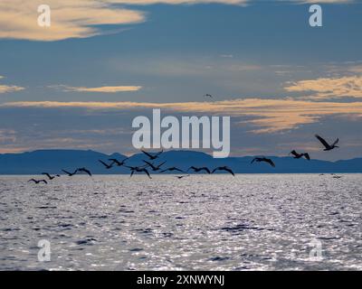 Pélicans bruns adultes (Pelecanus occidentalis), en formation en vol près d'Isla Tortuga, basse-Californie, Mexique, Amérique du Nord Banque D'Images