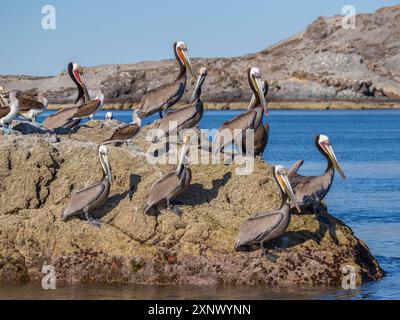 Pélicans bruns adultes (Pelecanus occidentalis), sur un petit îlot près de Isla Salsipuedes, basse-Californie, Mexique, Amérique du Nord Banque D'Images