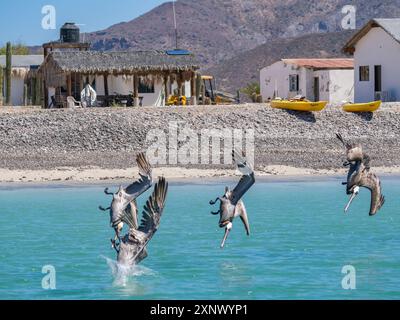 Pélicans bruns adultes (Pelecanus occidentalis), plongée en plongée pour poissons, Isla Carmen, basse-Californie du Sud, Mexique, Amérique du Nord Banque D'Images