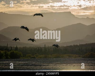 Pélicans bruns adultes (Pelecanus occidentalis), en formation en vol, Puerto Gatos, basse-Californie du Sud, Mexique, Amérique du Nord Banque D'Images