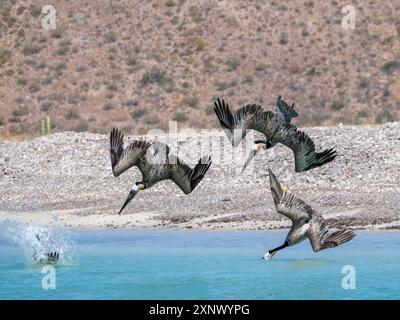 Pélicans bruns adultes (Pelecanus occidentalis), plongée en plongée pour poissons, Isla Carmen, basse-Californie du Sud, Mexique, Amérique du Nord Banque D'Images