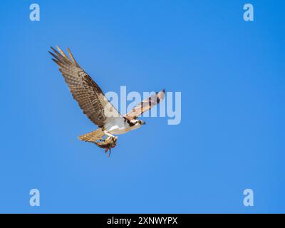 Osprey (Pandion haliaetus), avec des poissons sur Isla San Lorenzo, basse Californie, mer de Cortez, Mexique, Amérique du Nord Banque D'Images