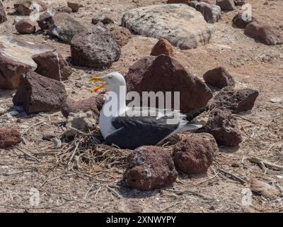 Goéland à pattes jaunes (Larus livens), sur son nid sur Isla Coronado, basse Californie du Sud, mer de Cortez, Mexique, Amérique du Nord Banque D'Images