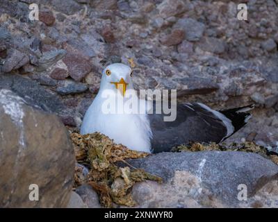 Goéland à pattes jaunes (Larus livens), sur son nid sur l'Isla San Esteban, basse Californie, mer de Cortez, Mexique, Amérique du Nord Banque D'Images