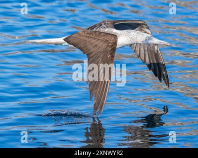 Boot à pieds bleus (Sula nebouxii), en vol près de Isla Salsipuedes, basse Californie, mer de Cortez, Mexique, Amérique du Nord Banque D'Images