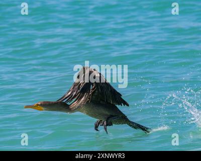 Cormoran à double crête (Nannopterum auritum), prenant son envol, baie de Concepcion, basse-Californie du Sud, mer de Cortez, Mexique, Amérique du Nord Banque D'Images