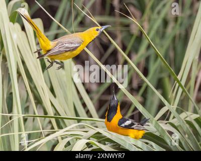 Une paire d'orioles à capuche (icterus cucullatus), en cour, San Jose del Cabo, basse-Californie sur, mer de Cortez, Mexique, Amérique du Nord Banque D'Images