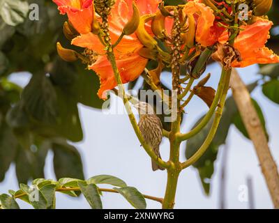 Une maison femelle finch (Haemorhous mexicanus), sur fleur, San Jose del Cabo, basse Californie sur, mer de Cortez, Mexique, Amérique du Nord Banque D'Images