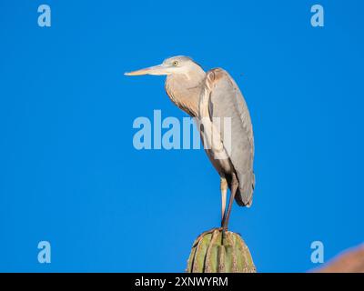 Grand héron bleu (Ardea herodias), perché sur un cactus cardon, Isla Espiritu Santo, BCS, mer de Cortez, Mexique, Amérique du Nord Banque D'Images