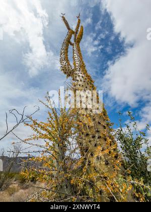 Arbre Boojum (Fouquieria columnaris), juste à l'extérieur de Bahia de los Angeles, basse Californie, mer de Cortez, Mexique, Amérique du Nord Banque D'Images