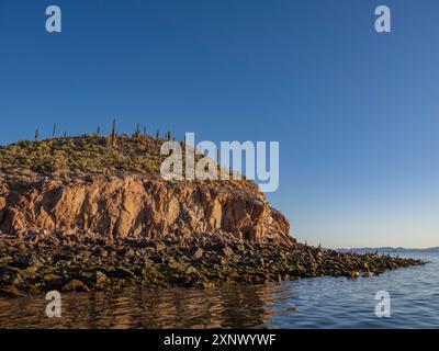 Cactus couvrent un petit îlot à Bahia las Animas au lever du soleil, basse Californie, mer de Cortez, Mexique, Amérique du Nord Banque D'Images