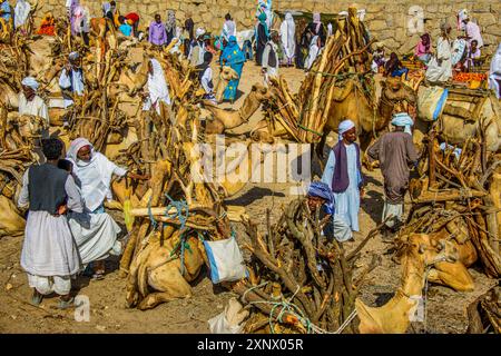 Chameaux chargés de bois de chauffage, marché lundi de Keren, Erythrée, Afrique Banque D'Images