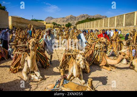 Chameaux chargés de bois de chauffage, marché lundi de Keren, Erythrée, Afrique Banque D'Images