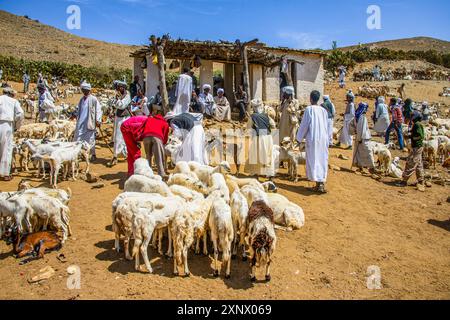 Le marché des animaux lundi de Keren, en Érythrée, en Afrique Banque D'Images