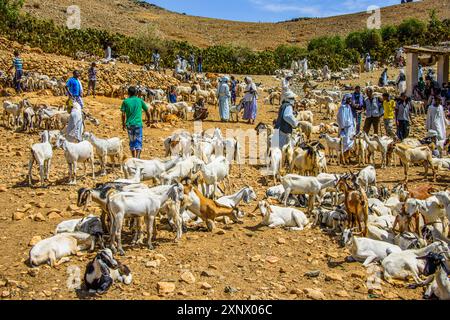 Le marché des animaux lundi de Keren, en Érythrée, en Afrique Banque D'Images