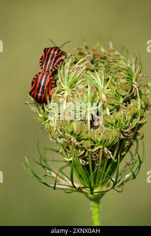 Insectes rayés italiens (Graphosoma lineatum), juillet, Saxe Banque D'Images
